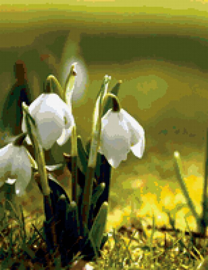 №322657 - цветы - предпросмотр