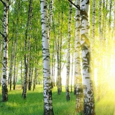 Схема вышивки «Уртро в березах»