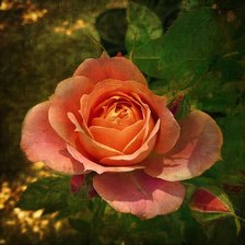 Схема вышивки «роза»