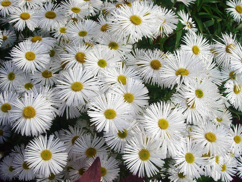 №322825 - цветы - оригинал