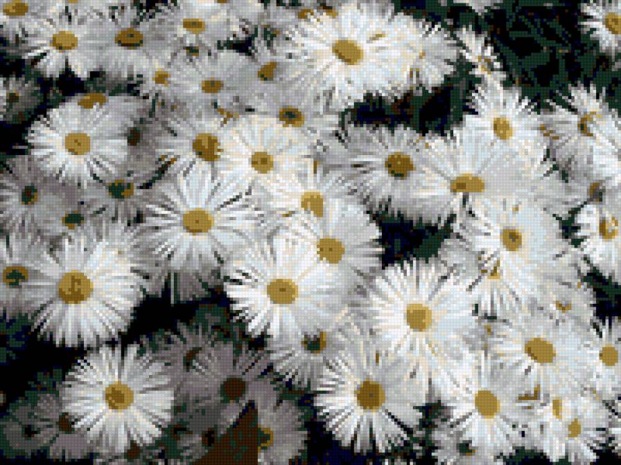 №322825 - цветы - предпросмотр