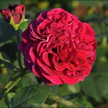 Схема вышивки «розы»