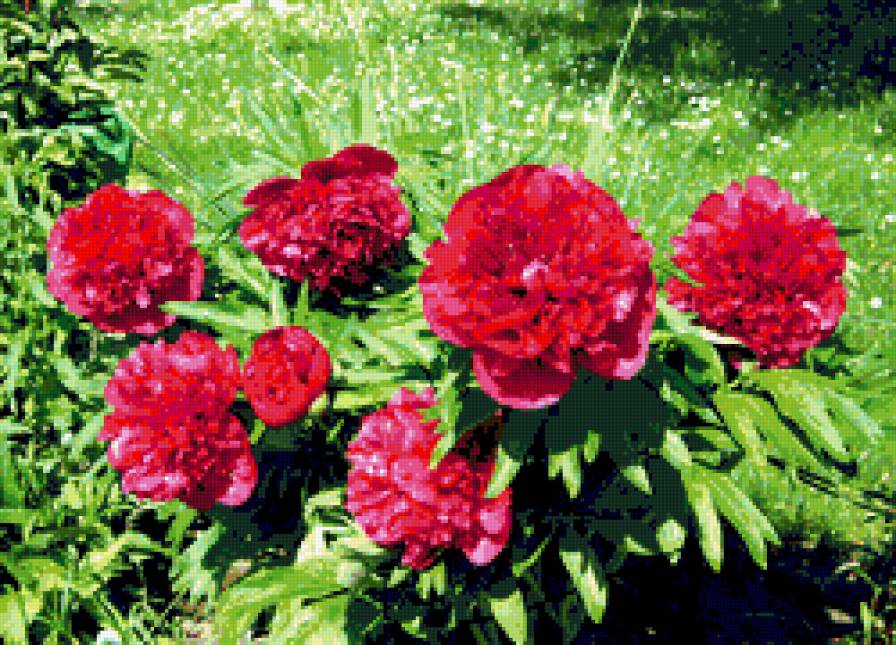 пионы - пионы, цветы, цветник - предпросмотр