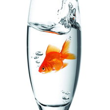 Схема вышивки «рыбка в бокале»