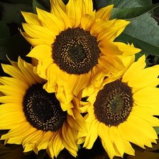 Схема вышивки «Подсолнухи»