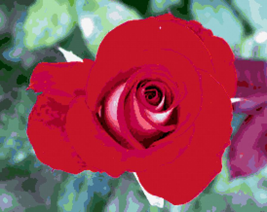 роза - цветок, цветы, розы, роза - предпросмотр