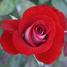 Схема вышивки «роза»