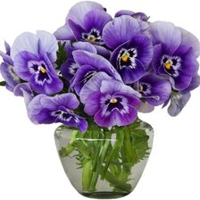 Схема вышивки «анютины глазки»