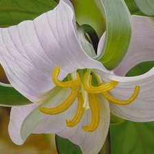 Схема вышивки «Нежная лилия»