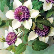 Схема вышивки «Белые цветы»