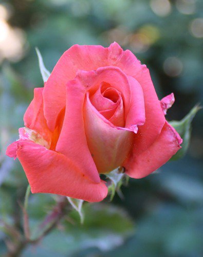 роза - розы, цветок, цветы, роза - оригинал