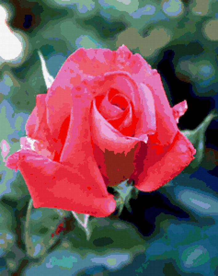 роза - розы, цветы, роза, цветок - предпросмотр