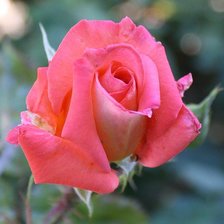 Схема вышивки «роза»