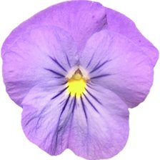 Схема вышивки «подушка "Анютины глазки"»