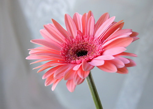 геобера - цветок, герберы, цветы - оригинал