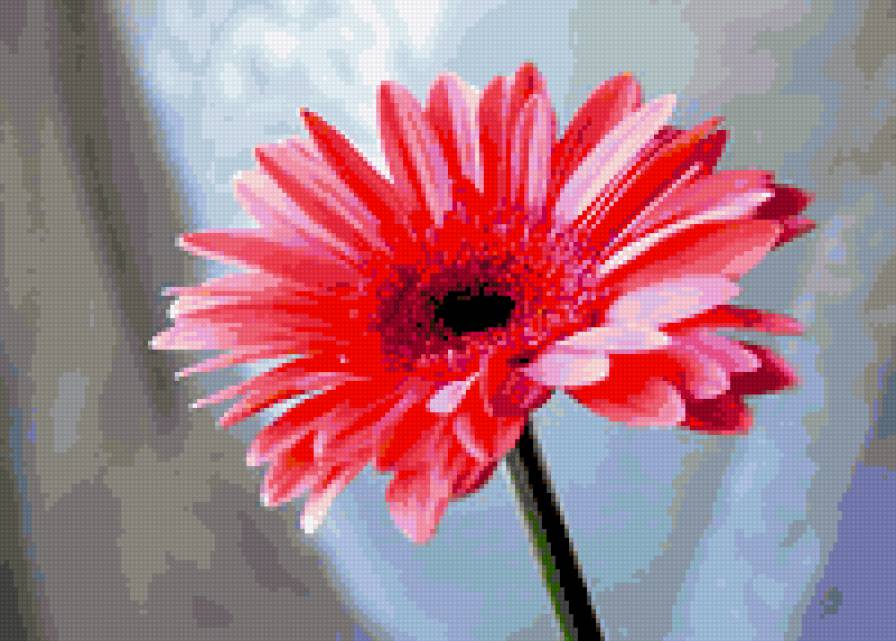 геобера - герберы, цветы, цветок - предпросмотр