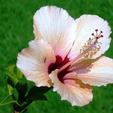 Схема вышивки «гибискус»