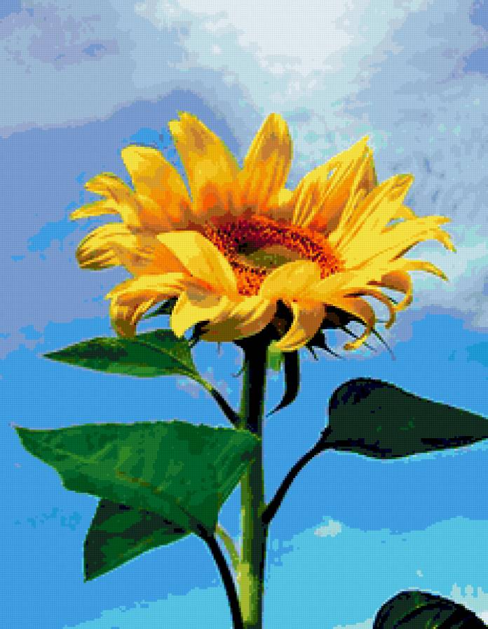 подсолнух - подсолнухи, цветы, цветок - предпросмотр