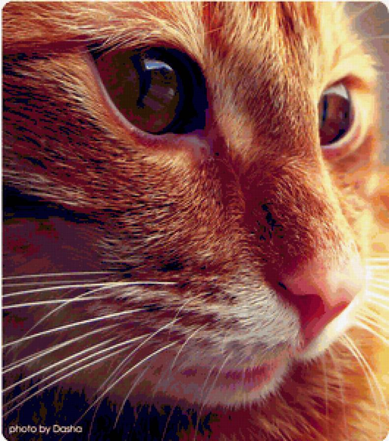 рыжий кот - кот - предпросмотр