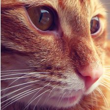 Схема вышивки «рыжий кот»