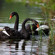 Схема вышивки «птицы»