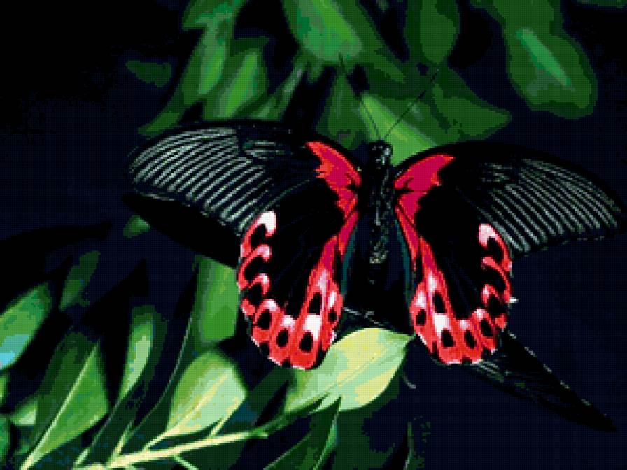 БАБОЧКА 4 - бабочки - предпросмотр