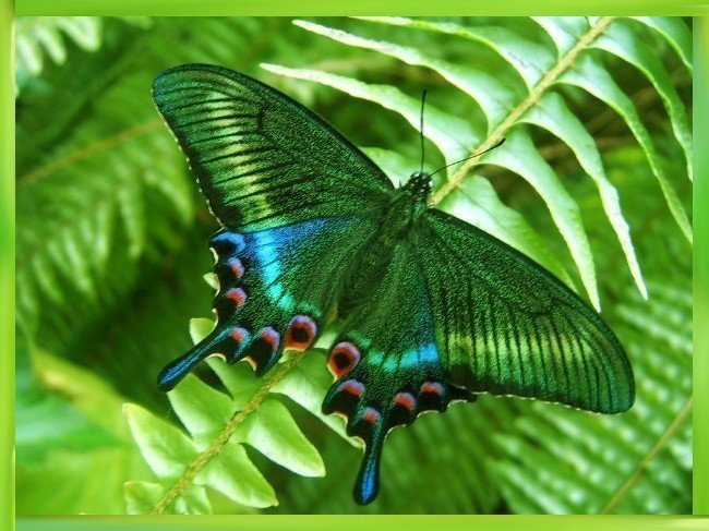 БАБОЧКА 5 - бабочки - оригинал