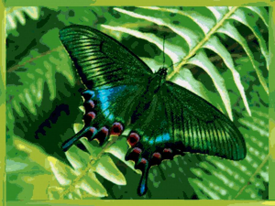 БАБОЧКА 5 - бабочки - предпросмотр