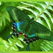 Схема вышивки «БАБОЧКА 5»