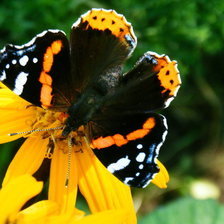 Схема вышивки «БАБОЧКА 7»