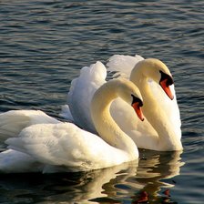 Схема вышивки «птицы»