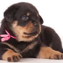 Схема вышивки «щенок»