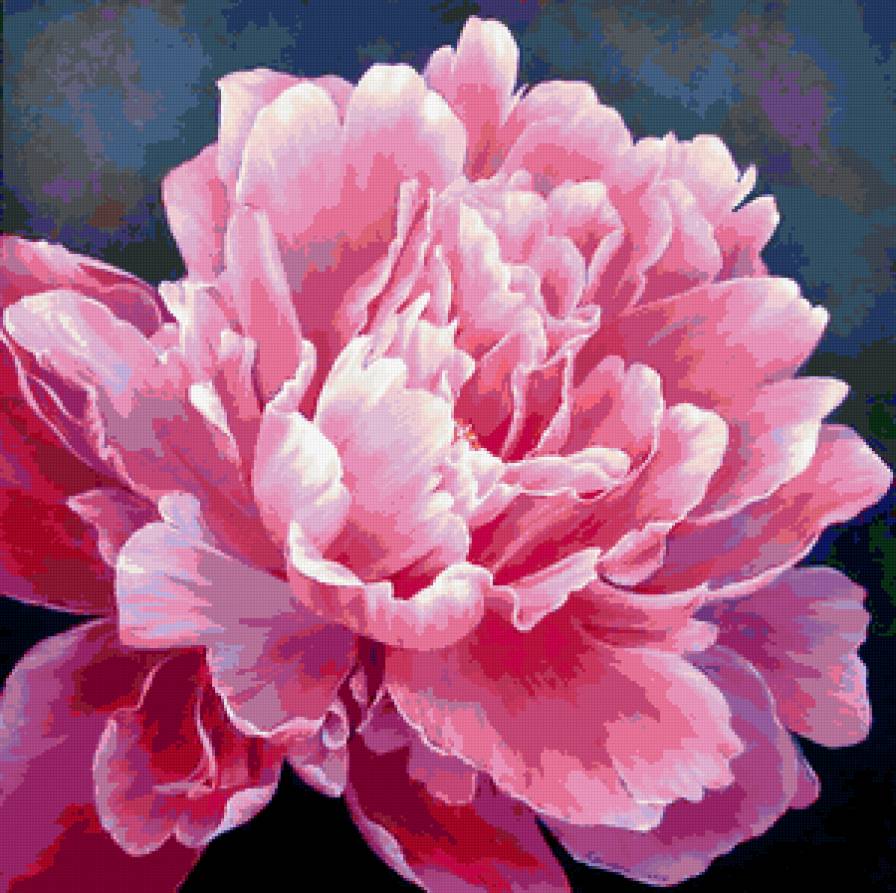 пион - цветы, пион - предпросмотр