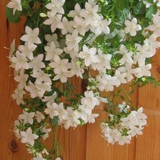 Схема вышивки «белые цветы»