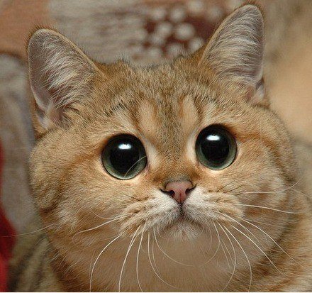 котофей - оригинал