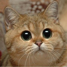 Схема вышивки «котофей»