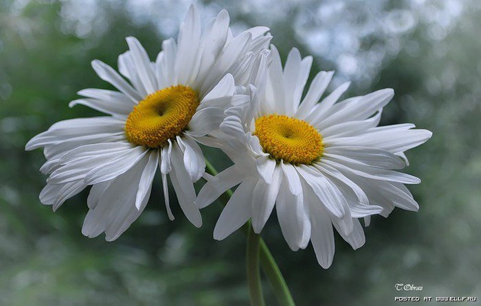 Пара ромашек - ромашки, цветы - оригинал