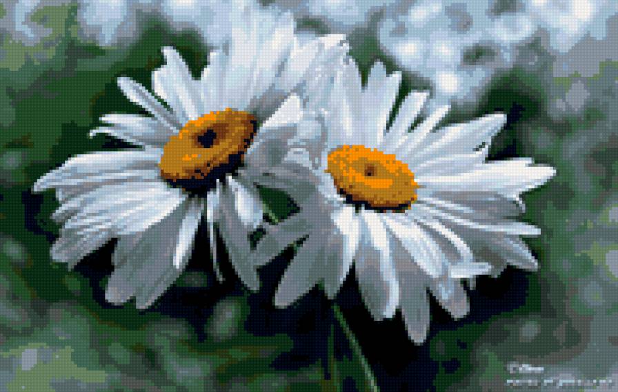 Пара ромашек - цветы, ромашки - предпросмотр