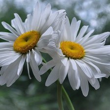 Пара ромашек