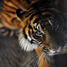 Схема вышивки «Тигр»