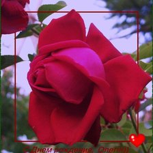 Схема вышивки «роза»