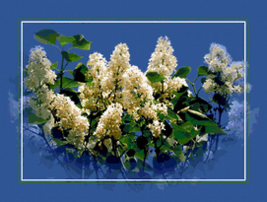 белая сирень - сирень, цветы, сады, весна, цветник - предпросмотр