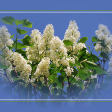 белая сирень