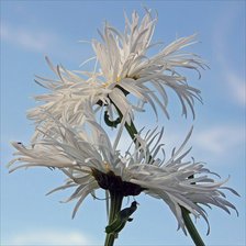 Схема вышивки «ромашки»