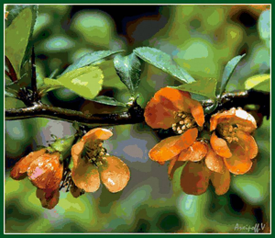 Японская айва - цветы, весна, айва - предпросмотр