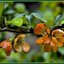Схема вышивки «Японская айва»