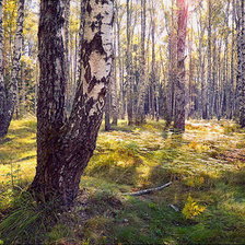 Схема вышивки «березовая роща»