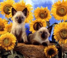 Схема вышивки «кошки»