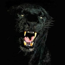 Схема вышивки «Кошка»