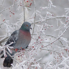 Схема вышивки «птицы»